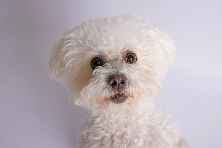 Portrait of a bichon frise dog on a white background