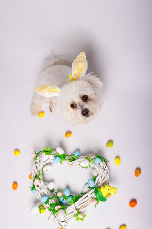 Bichon Frise dog with Easter eggs on white background.の写真素材