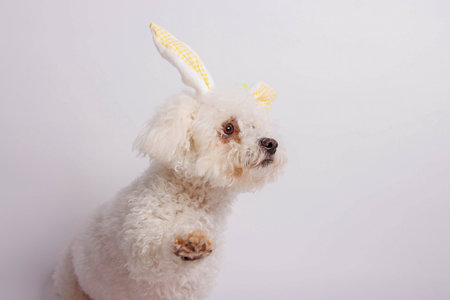 Bichon frise dog with easter bunny ears on white backgroundの写真素材