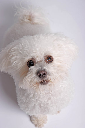 Portrait of a white bichon frise dog on white backgroundの写真素材