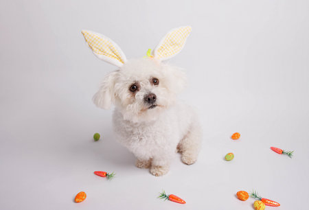 Bichon Frise dog with Easter bunny ears and eggs on white backgroundの写真素材