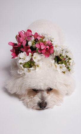 Poodle dog with a wreath of flowers on a white backgroundの写真素材