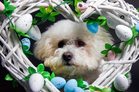 Bichon Frize dog with easter eggs in a wicker basketの写真素材