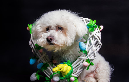 Bichon Frise dog with basket and easter eggs.の写真素材