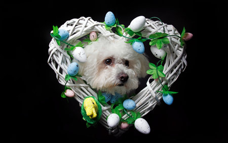 Cute Maltese dog in a wicker basket with easter eggs on black backgroundの写真素材