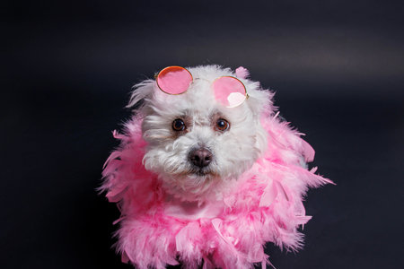 Studio shot of a Bichon Frise dog wearing a pink boa and sunglasses.の写真素材