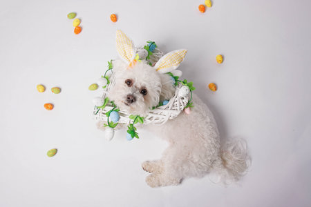 Cute little bichon dog with Easter eggs on white backgroundの写真素材