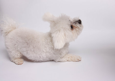 Bichon Frise dog isolated on a white background. Studio shot.の写真素材