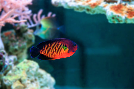CORAL BEAUTY ANGEL FISH - (CENTROPYGE BISPINOSA)の写真素材