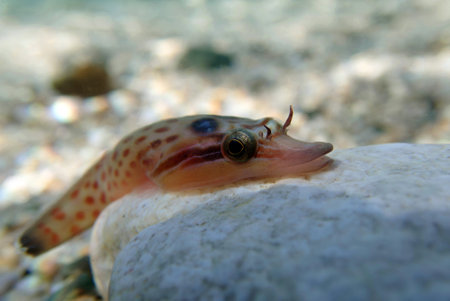 The shore clingfish - (Lepadogaster lepadogaster), underwater image into the Mediterranean seaの写真素材