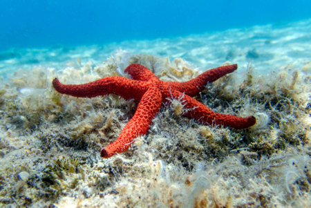Echinaster sepositus - Red sea star, underwater image into the Mediterranean seaの写真素材