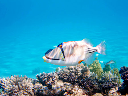 Picasso lagoon triggerfish (Rhinecanthus aculeatus), underwater photo into the Red Seaの写真素材