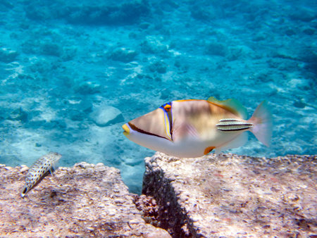 Picasso lagoon triggerfish (Rhinecanthus aculeatus), underwater photo into the Red Sea