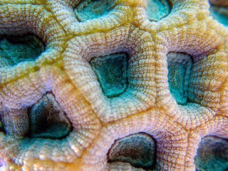 Knob LPS coral - (Favites rotundata), undersea macro photographyの写真素材