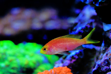 Randall's Anthias - (Pseudanthias randalli)の写真素材