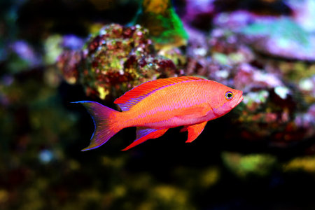 Randall's Anthias - (Pseudanthias randalli)の写真素材