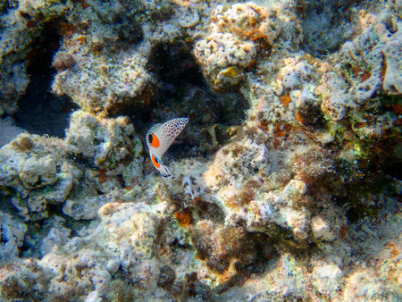The underwater world of the red sea, coral reef and marine fish