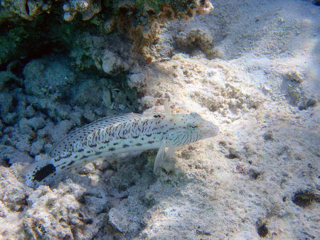 Speckled sandperch fish - Parapercis hexophtalmaの写真素材