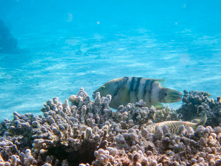 Underwater view of a tropical coral reef with Broomtail wrasse - (Cheilinus lunulatus)
