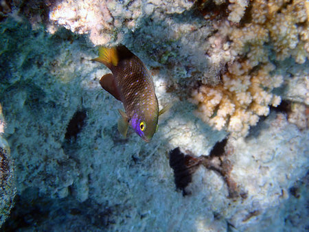 Underwater view of a tropical coral reef with Jewel damselfish - (Plectroglyphidodon lacrymatus)