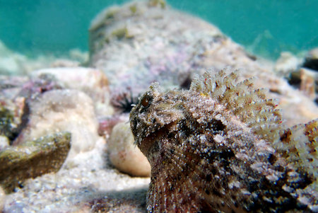 Black Scorpionfish - (Scorpaena Porcus), Undersea photography