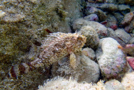 Black Scorpionfish - (Scorpaena Porcus), Undersea photographyの写真素材