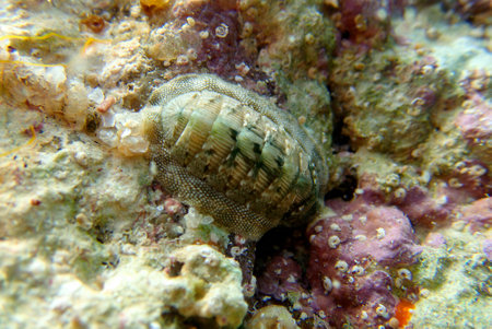 Chiton, a marine polyplacophoran mollusk in the family Chitonidaeの写真素材