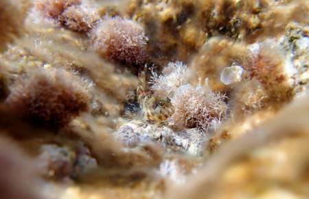 Sphinx blenny fish, underwater scene - (Aidablennius sphynx)の写真素材