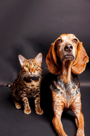 Bengal cat and dog together on black background. Studio shot.の写真素材