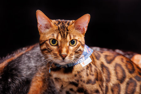 Beautiful bengal cat with blue bow tie on black background