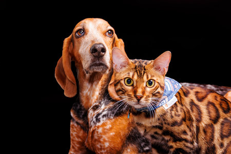 Bengal cat and dog together isolated on black background. Studio shot.の写真素材