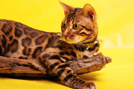 Bengal cat lying on a wooden log on a yellow background