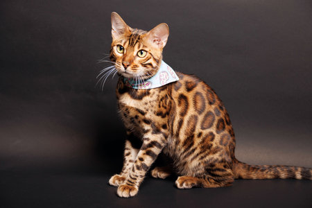 Beautiful bengal cat with bow tie sitting on black backgroundの写真素材