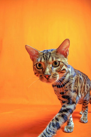 Cute bengal cat on orange background. Studio shot.