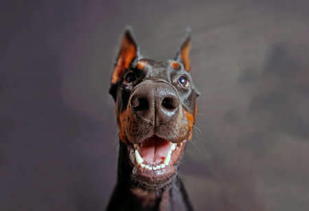 Portrait of a black doberman dog on a dark background.