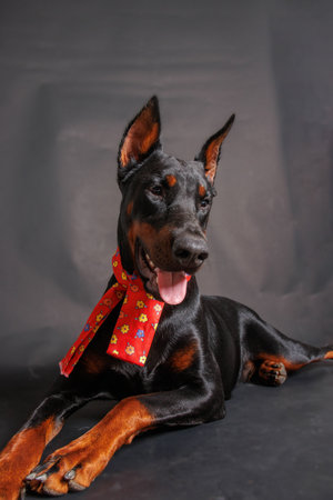 Portrait of a black doberman dog wearing a red bow tieの写真素材