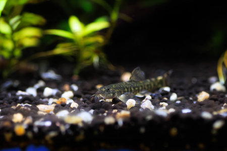 Fish in the aquarium, close-up view, shallow depth of fieldの写真素材