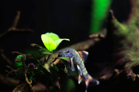 Panda garra freshwater fish - Garra flavatraの写真素材