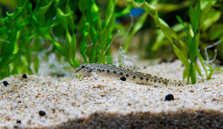 Golden spined loach fish - Sabanejewia aurataの写真素材
