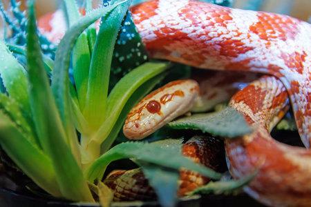Corn snake in a pot with green leaves. Exotic animal.