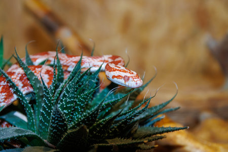 Albino corn snake - (Pantherophis guttatus) on cactus in the garden. Selective focus.
