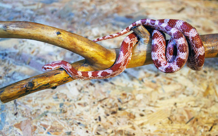 Corn snake on wood background, closeup of snake on wood background