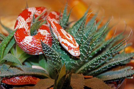 Corn snake in a pot on a wooden table, close-up