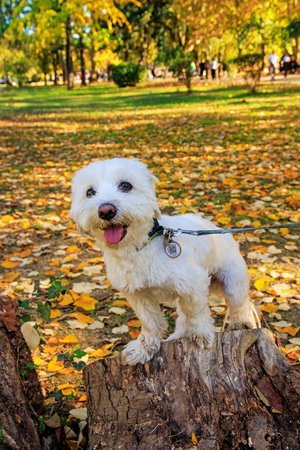 White dog standing on a tree trunk in the autumn parkの写真素材