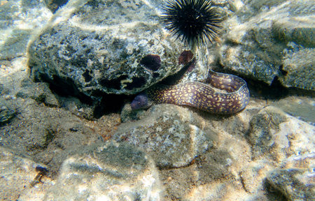 Moray eel, Aegean Sea, Greece