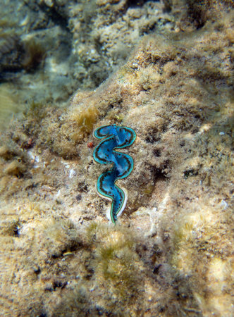 Closed-up of a Giant clam (Tridacna maxima)