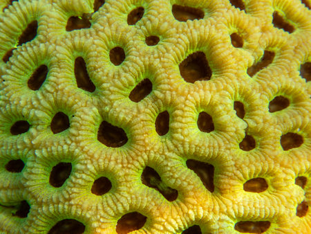 Close up of a green coral with small holes in the center.の写真素材