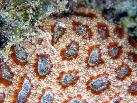 A closeup of the surface of a coral.の写真素材