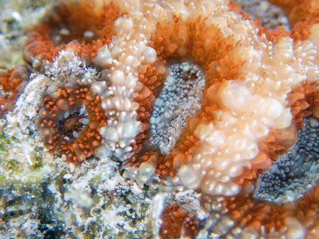 Macro shot of an orange and white coral in shallow water.