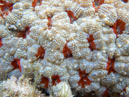 Close up of a coral in the Red Sea. Egypt. Sharm El Sheikhの写真素材